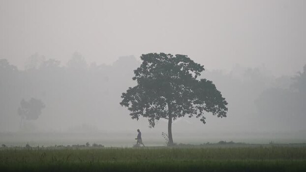 View of a person walking by a lone tree in the fog Bangladesh.