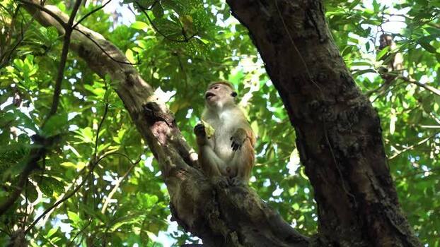 View of a toque macaque sitting on a tree branch in the forest Sri Lanka. View of a toque macaque sitting on a tree branch in the forest Sri Lanka.