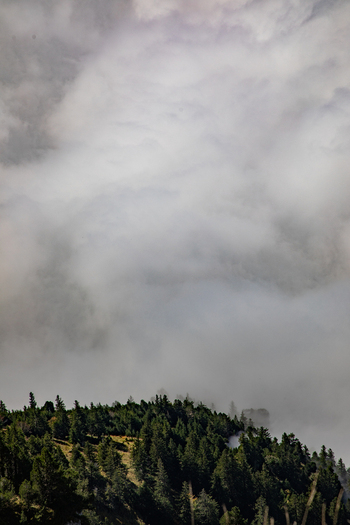 Aerial view of the dense pine forest on the slopes of the Swiss Alps partially covered by thick clouds in Airolo Ticino Switzerland. Aerial view of the dense pine forest on the slopes of the Swiss Alps partially covered by thick clouds in Airolo Ticino Switzerland.