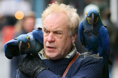 A man was seen with two blue parrots sitting on his shoulder while they walked down the streets of Soho London