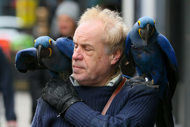 A man was seen with two blue parrots sitting on his shoulder while they walked down the streets of Soho London
