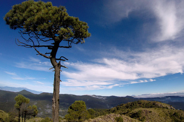 Cumbres del Ajusco National Park