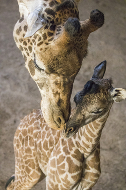 A baby giraffe sticks her tongue out in her enclosure at the Santa Barbara Zoo.