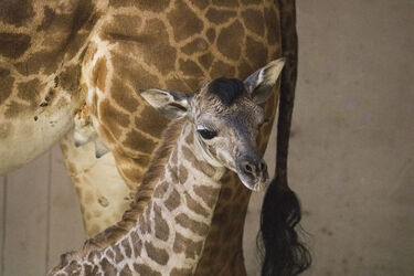 A baby giraffe sticks her tongue out in her enclosure at the Santa Barbara Zoo.