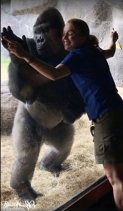 Bolingo the gorilla mimics trainer.