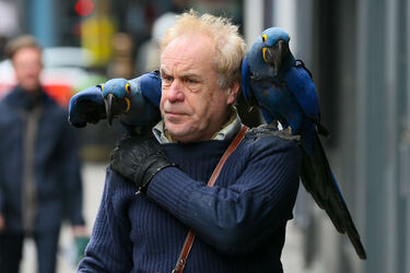 A man was seen with two blue parrots sitting on his shoulder while they walked down the streets of Soho London