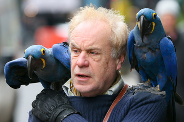 A man was seen with two blue parrots sitting on his shoulder while they walked down the streets of Soho London