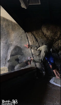 Bolingo the gorilla mimics trainer.