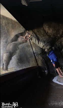 Bolingo the gorilla mimics trainer.