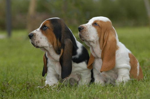 Bassethound Bassethound