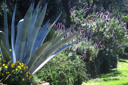 Agave Americana