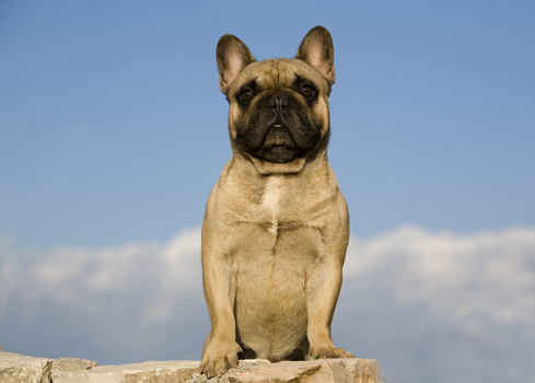 Bulldog francese French Bulldog Bulldog francese French Bulldog
