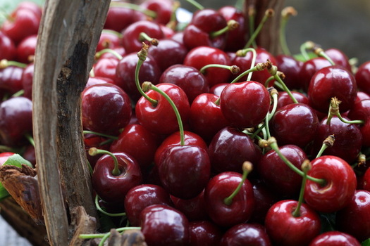 Ciliegie a Pecetto in Piemonte Italia Ciliegie a Pecetto in Piemonte Italia