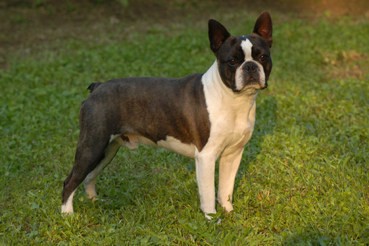 Boston Terrier Boston Terrier