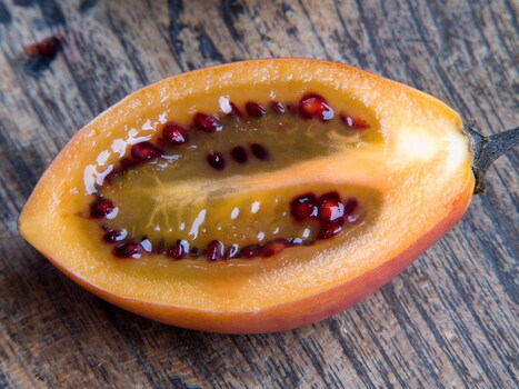 Frutta tropicale Cyphamandra betacea Tamarillo Frutta tropicale Cyphamandra betacea Tamarillo