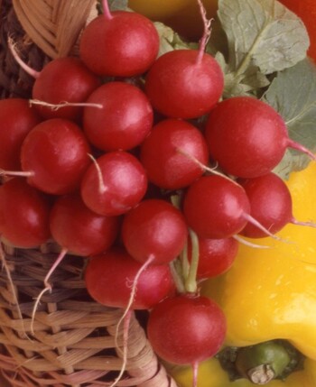 Ravanello Raphanus sativus Radish Ravanello Raphanus sativus Radish