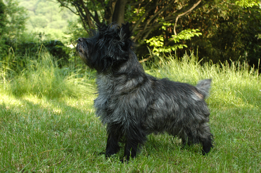 Cairn Terrier Cairn Terrier Cairn Terrier Cairn Terrier