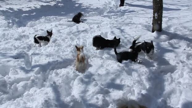 Chihuahua nella neve Chihuahua nella neve