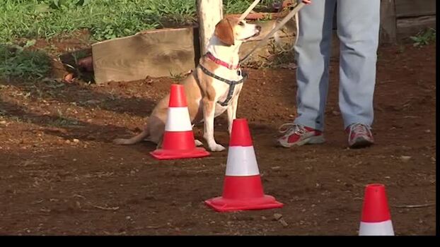 Cani educazione slalom.mp4 Cani educazione slalom.mp4