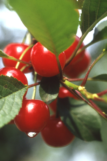 Ciliegie a Pecetto in Piemonte Italia Ciliegie a Pecetto in Piemonte Italia