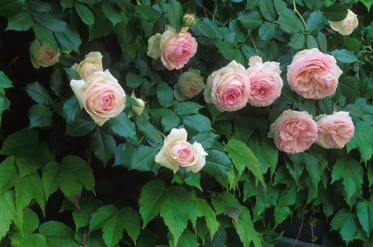 Rose Pierre de Ronsard Rose Pierre de Ronsard