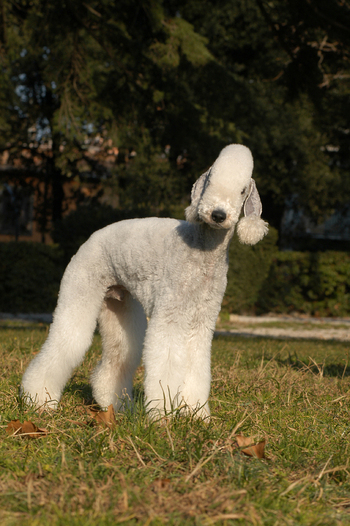 Bedlington Terrier Bedlington Terrier Bedlington Terrier Bedlington Terrier