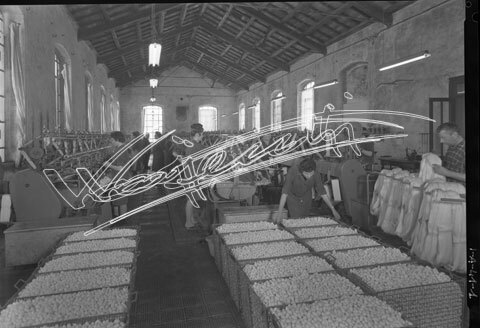 Filanda Bocchese : Lavorazione della Seta. pellicola - negativo bianco e nero fto mm 130x180