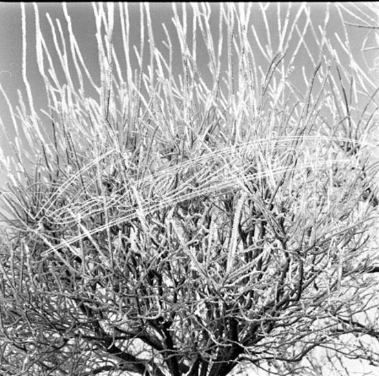 Campo Marzo. pellicola - negativo bianco e nero fto mm 60x60