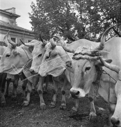 Fiera Campionaria di Vicenza 1946 Fiera Franca del Bestiame