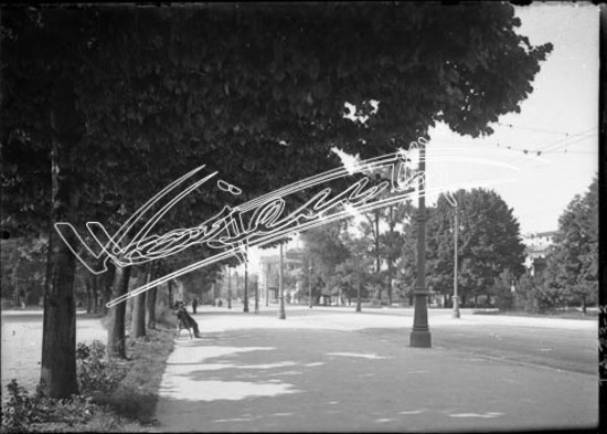 Viale roma. lastra di vetro - negativo bianco e nero fto mm 130x180