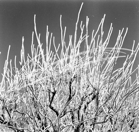 Campo Marzo. pellicola - negativo bianco e nero fto mm 60x60