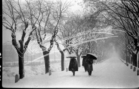 Vicenza : Viale Giuriolo. pellicola - negativo bianco e nero fto mm 60x90