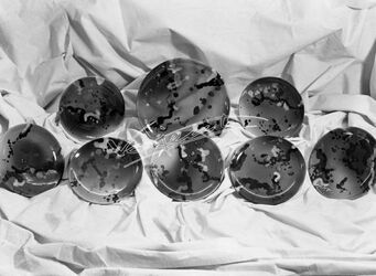 Fiera Campionaria di Vicenza 1953 Ceramiche Fiera Campionaria di Vicenza 1953 Ceramiche