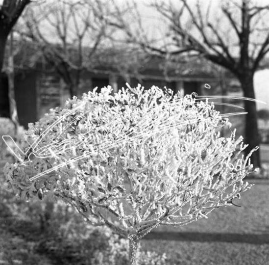 Campo Marzo. pellicola - negativo bianco e nero fto mm 60x60