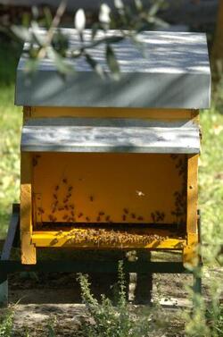 API APICULTURA MIELE