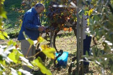 UVA VENDEMMIA VINO