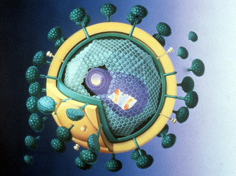 AIDS VIRUS