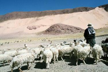 ARGENTINA ANIMALI ALLEVAMENTO LAVORO DONNE PECORE PASTORE