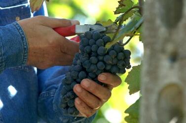 UVA VENDEMMIA VINO