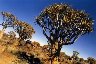 NAMIBIA ALOE FARETRA PIANTA GRASSA AFRICA