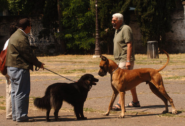 CANI ANIMALI DOMESTICI