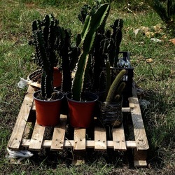 ZISA. Fotografie di Giulio Azzarello &copy;2023.