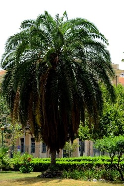 GIARDINO ARABO fotografie di Giulio Azzarello ©2021. GIARDINO ARABO fotografie di Giulio Azzarello ©2021.