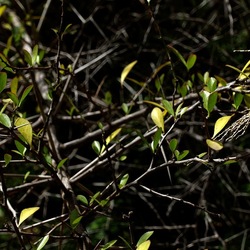 ORTO BOTANICO. Fotografie di Giulio Azzarello &copy;2024.