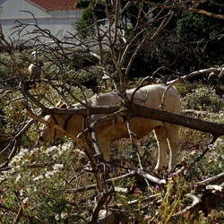 BESTIE. Fotografie di Giulio Azzarello ©2022. BESTIE. Fotografie di Giulio Azzarello ©2022.