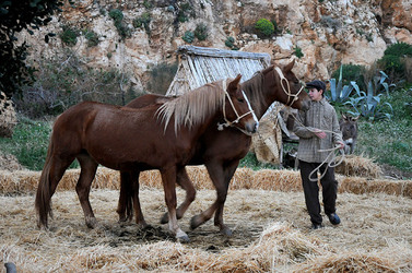 IL PRESEPE VIVENTE DI CUSTONACI in Sicilia. Fotografie di Giulio Azzarello ©2014. IL PRESEPE VIVENTE DI CUSTONACI in Sicilia. Fotografie di Giulio Azzarello ©2014.