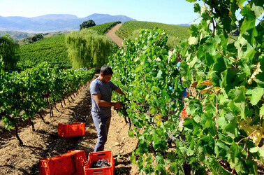 VENDEMMIA a S.Cristina Gela i coltivatori. Fotografie di Giulio Azzarello ©2016. VENDEMMIA a S.Cristina Gela i coltivatori. Fotografie di Giulio Azzarello ©2016.