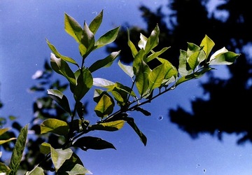 DIGITALIZZAZIONI fotografie di Giulio Azzarello &copy;2020.
