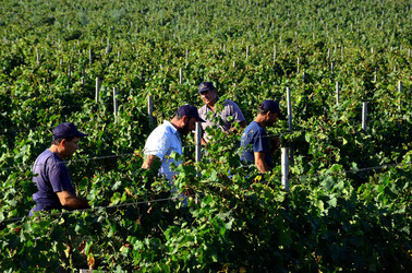VENDEMMIA a Mazzara del Vallo in Sicilia con i contadini. Fotografie di Giulio Azzarello ©2016. VENDEMMIA a Mazzara del Vallo in Sicilia con i contadini. Fotografie di Giulio Azzarello ©2016.