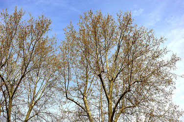 VILLA BONANNO a Palermo. Fotografie di Giulio Azzarello &copy;2016.